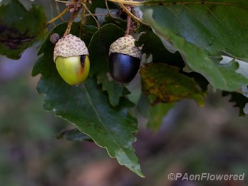 Acorns and leaves